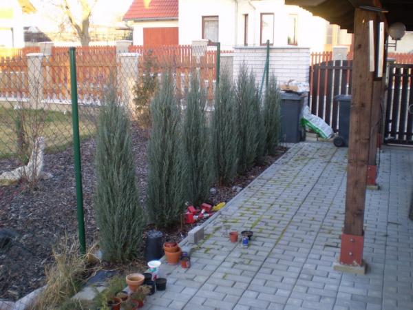 Juniperus Scopulorum Skyrocket 2008/02