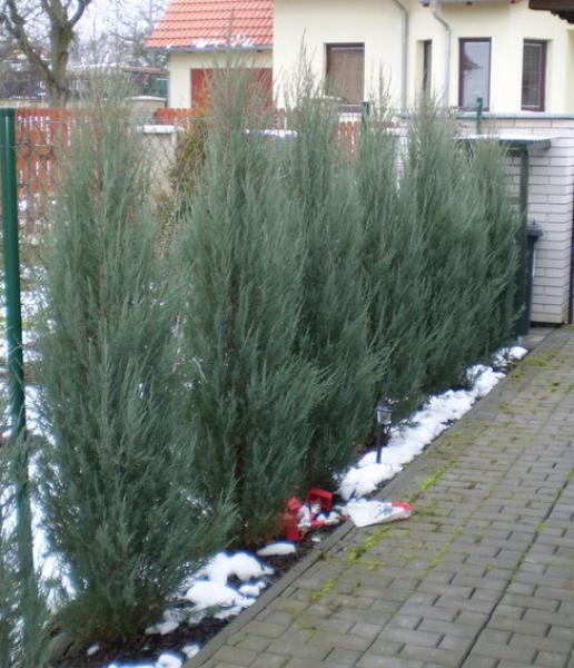 Juniperus Scopulorum Skyrocket 2008/12