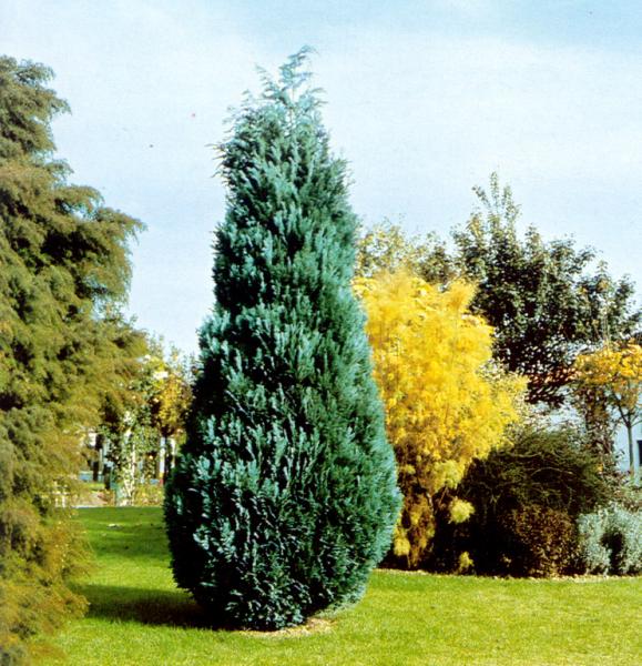 Chamaecyparis lawsoniana Columnaris